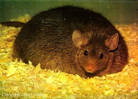 fattest rat in the world.